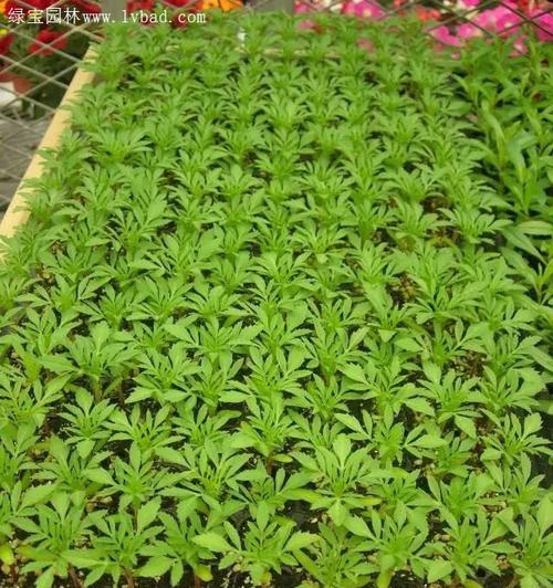 孔雀种子催芽方法是什么？需要多长时间才能发芽？