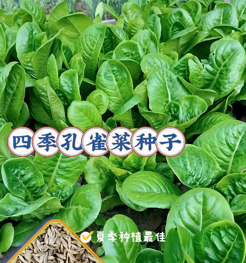 孔雀种子催芽方法是什么？需要多长时间才能发芽？