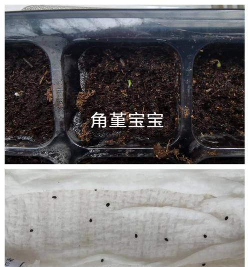 籽种催芽发芽快的方法是什么？如何提高发芽率？