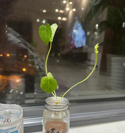 小红豆催芽方法是什么？需要多长时间才能发芽？