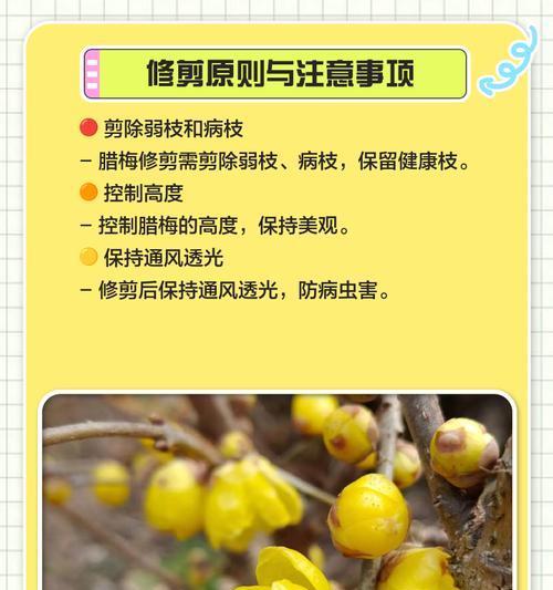 长腊梅修剪枝条的最佳时机是什么时候？如何正确修剪以促进开花？