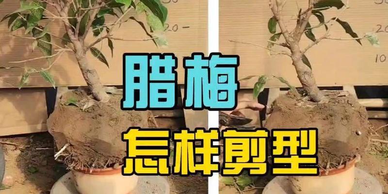 长腊梅修剪枝条的最佳时机是什么时候？如何正确修剪以促进开花？
