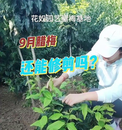 长腊梅修剪枝条的最佳时机是什么时候？如何正确修剪以促进开花？