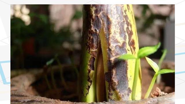芒果种子怎么种植方法？步骤和注意事项是什么？