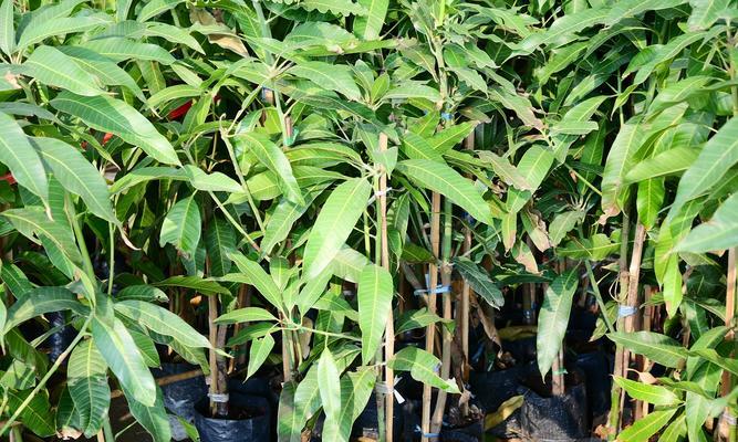 芒果种子怎么种植方法？步骤和注意事项是什么？