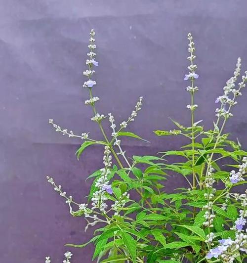 小苗黄荆修剪枝条的最佳时机是什么时候？如何正确修剪？