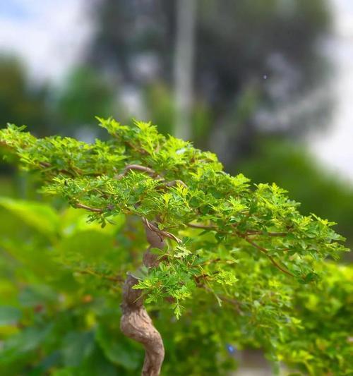 小苗黄荆修剪枝条的最佳时机是什么时候？如何正确修剪？