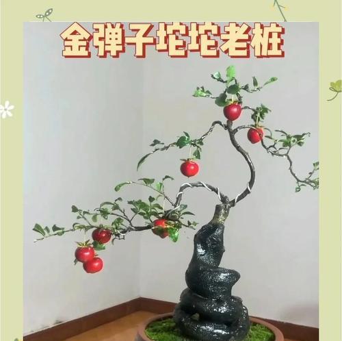 小苗黄荆修剪枝条的最佳时机是什么时候？如何正确修剪？