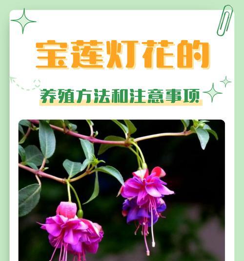 104朵花的寓意是什么意思？花语背后的含义有哪些？