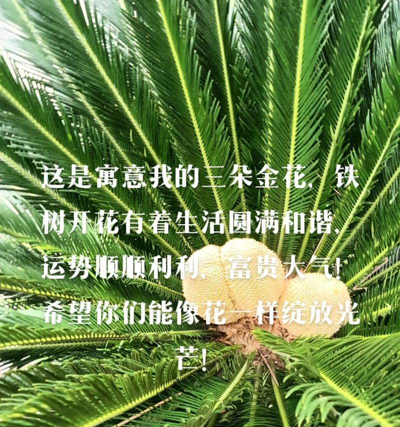 104朵花的寓意是什么意思？花语背后的含义有哪些？