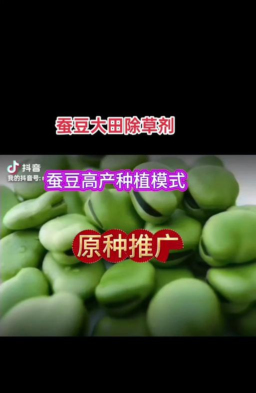 怎么种植蚕豆苗的方法？步骤和注意事项有哪些？