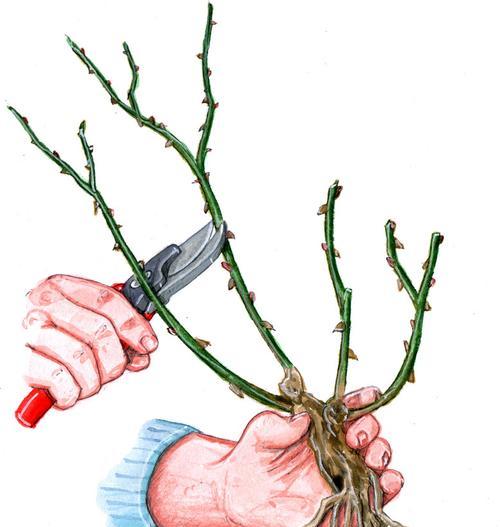 果酱修剪枝条的最佳时机是什么时候？修剪后如何护理？