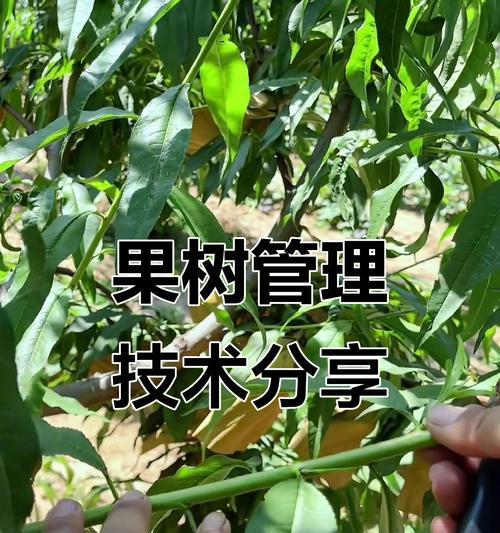 果树修剪枝怎么处理？修剪后如何促进果树生长？