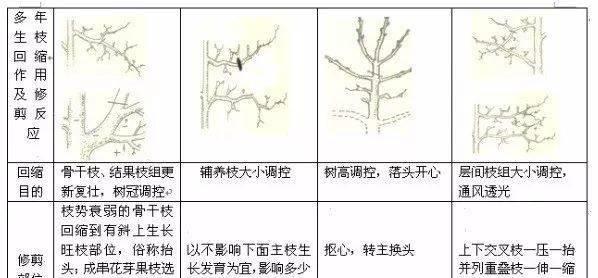果树修剪枝怎么处理？修剪后如何促进果树生长？