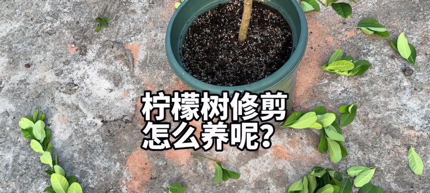葵姐修剪枝条的正确方法是什么？需要多久修剪一次？