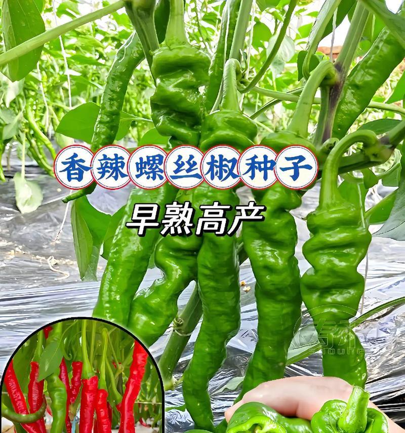 螺丝椒种子种前催芽方法是什么？需要多长时间才能发芽？