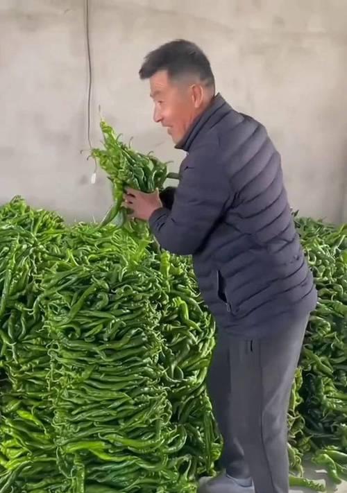 螺丝椒种子种前催芽方法是什么？需要多长时间才能发芽？