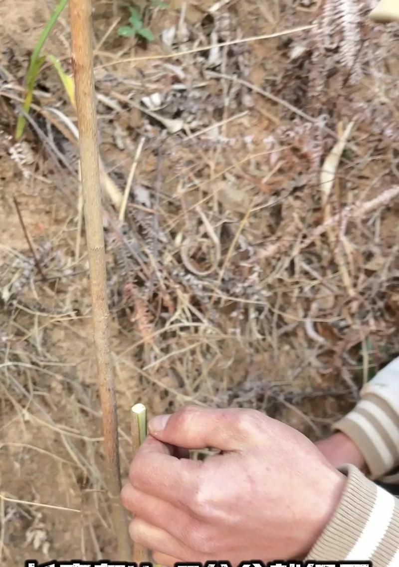 八角种子种植方法是什么？如何确保高成活率？