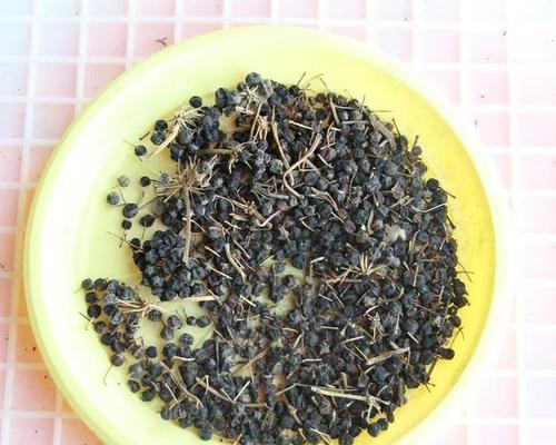 八角种子种植方法是什么？如何确保高成活率？