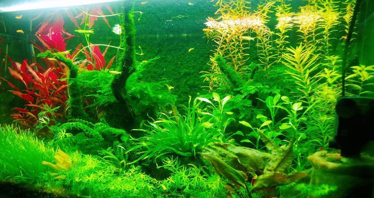 水草催芽方法是什么？需要多长时间才能发芽？