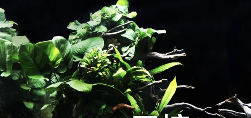水草催芽方法是什么？需要多长时间才能发芽？