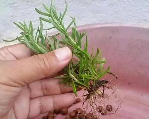 迷迭香枝条修剪方法？修剪后如何促进生长？