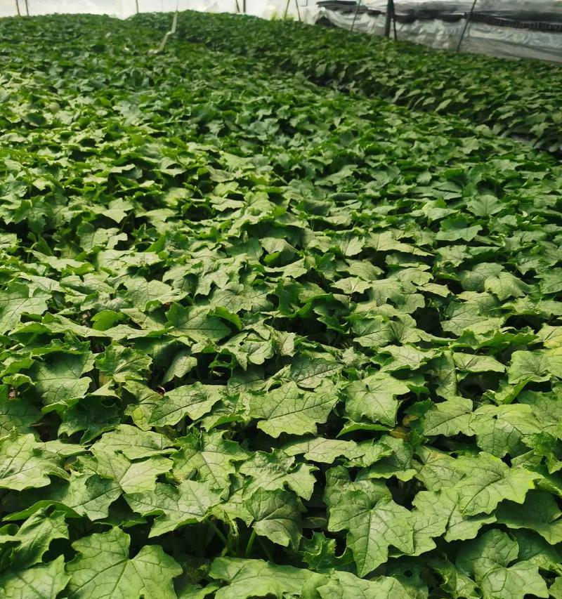 丝瓜种子催芽育苗方法是什么？需要多长时间才能发芽？