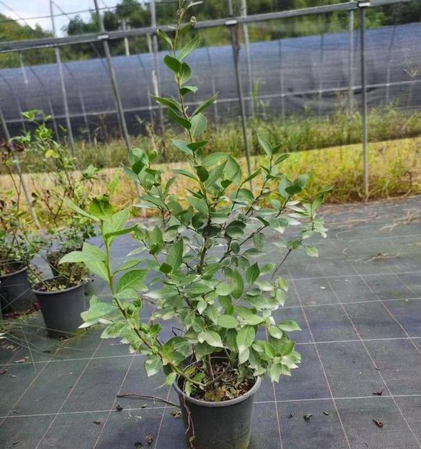 蓝莓催芽之后怎么处理？后续步骤和注意事项是什么？