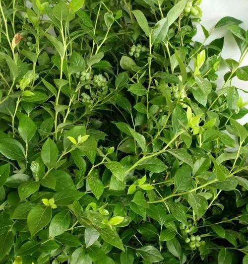 蓝莓催芽之后怎么处理？后续步骤和注意事项是什么？