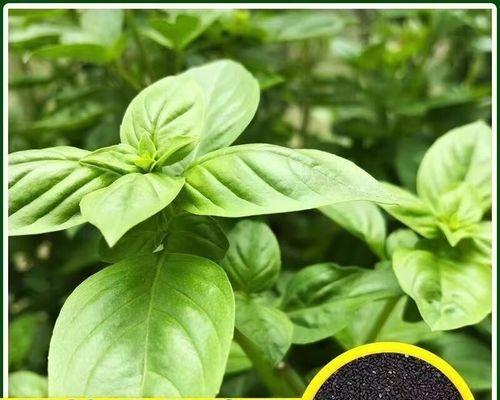 绿萝种子种植方法是什么？如何确保绿萝种子成功发芽？