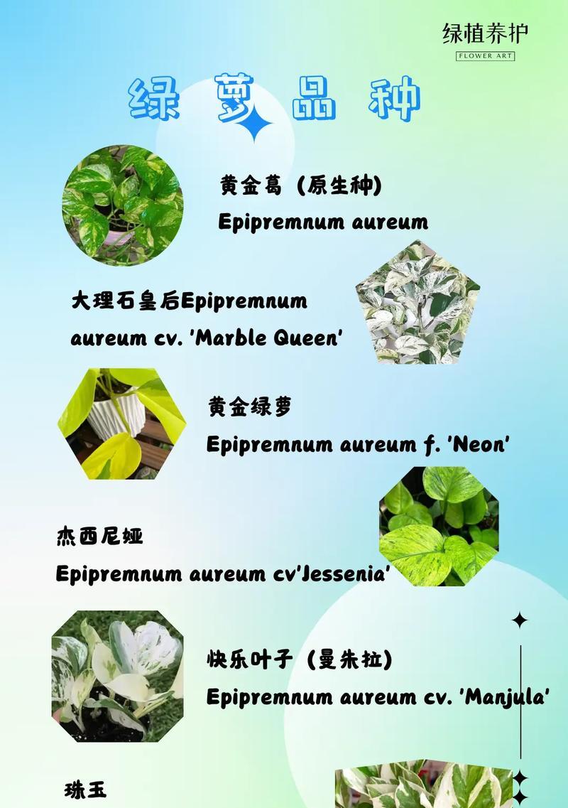 绿萝种子种植方法是什么？如何确保绿萝种子成功发芽？