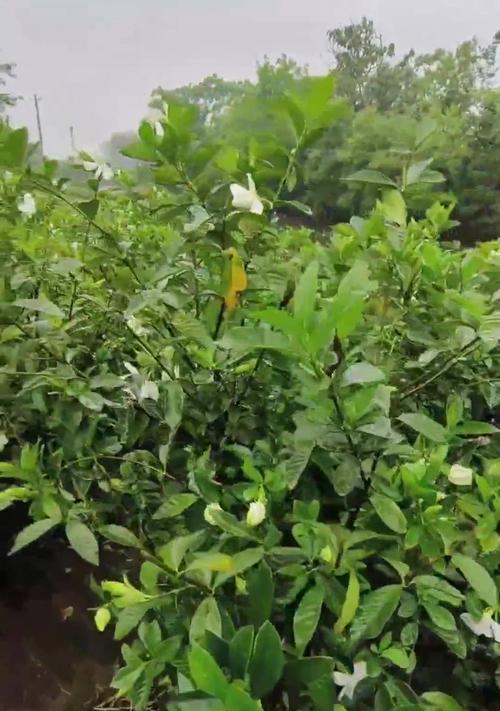 大叶栀子苗怎么种植方法？有哪些注意事项？