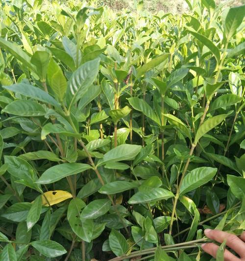 大叶栀子苗怎么种植方法？有哪些注意事项？
