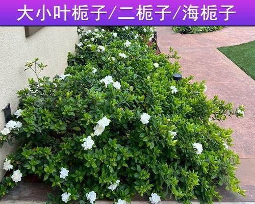 大叶栀子苗怎么种植方法？有哪些注意事项？