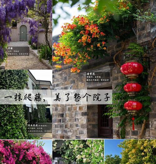 爬藤籽怎么种植方法？步骤和注意事项是什么？