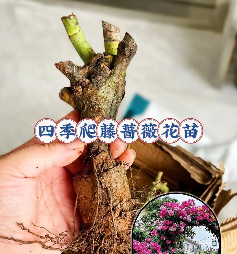 爬藤籽怎么种植方法？步骤和注意事项是什么？
