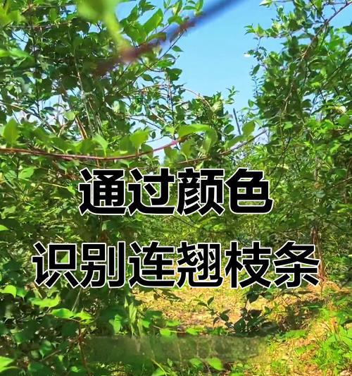 观赏连翘修剪枝条的最佳时期是什么时候？修剪后如何护理？