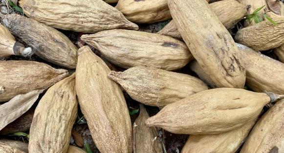 木棉种子催芽方法是什么？需要多长时间才能发芽？