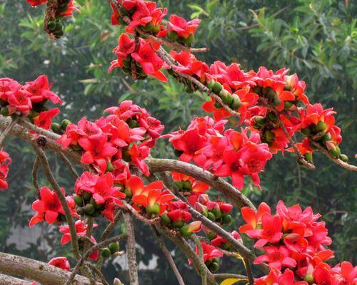 木棉种子催芽方法是什么？需要多长时间才能发芽？