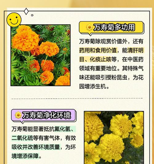 万寿菊种植方法有哪些？如何确保万寿菊生长旺盛？