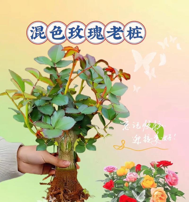 老桩到底怎么种植方法？有哪些步骤和注意事项？