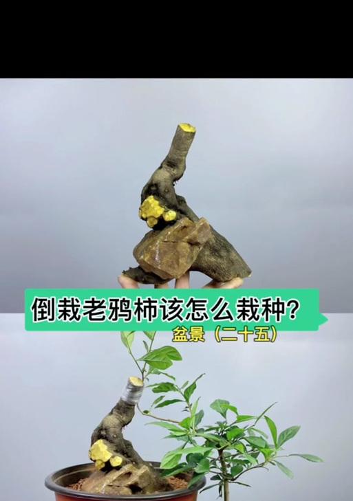 老桩到底怎么种植方法？有哪些步骤和注意事项？