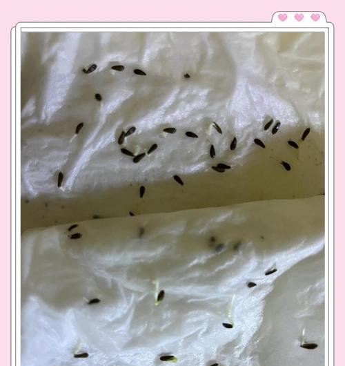 夏季小麦苗催芽方法是什么？需要注意哪些问题？