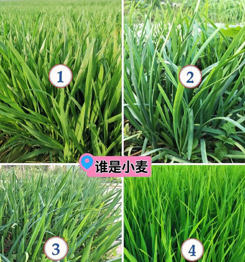 夏季小麦苗催芽方法是什么？需要注意哪些问题？