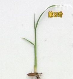 菜种子催芽秧苗的正确方法是什么？常见问题有哪些？