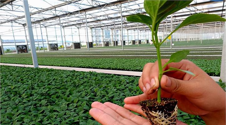 菜种子催芽秧苗的正确方法是什么？常见问题有哪些？