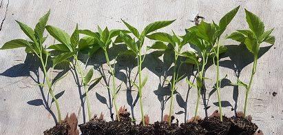 菜种子催芽秧苗的正确方法是什么？常见问题有哪些？