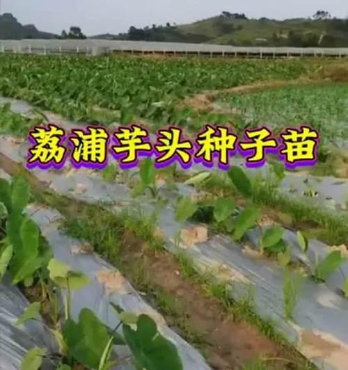 芋头育苗种植方法有哪些步骤？如何确保芋头苗的成活率？