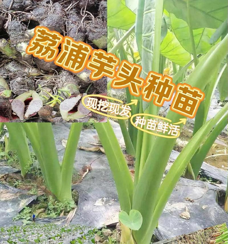 芋头育苗种植方法有哪些步骤？如何确保芋头苗的成活率？
