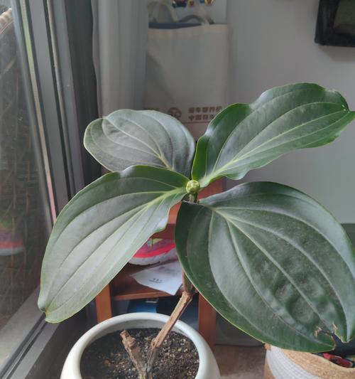 花苞损坏了如何正确修剪枝条？修剪后需要注意什么？